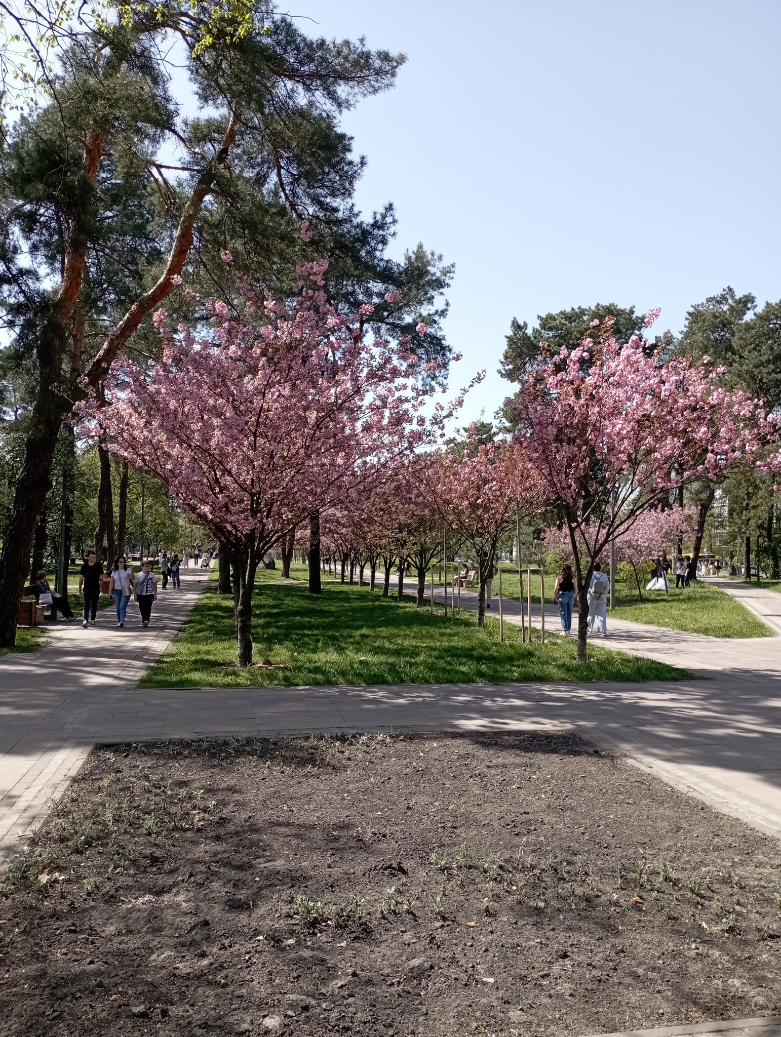 28 квітня 2012 року в парку відбулася урочиста церемонія фіксації нового рекорду Гіннеса – найдовшої у світі алеї сакур